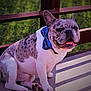 animal, bandana, blue_bandana, close_up, companion, concrete, cute, dog, domestic_animal, ears_up, fence, french_bulldog, friendly, greenery, outdoor, pet, portrait, sitting, smiling, sunlight