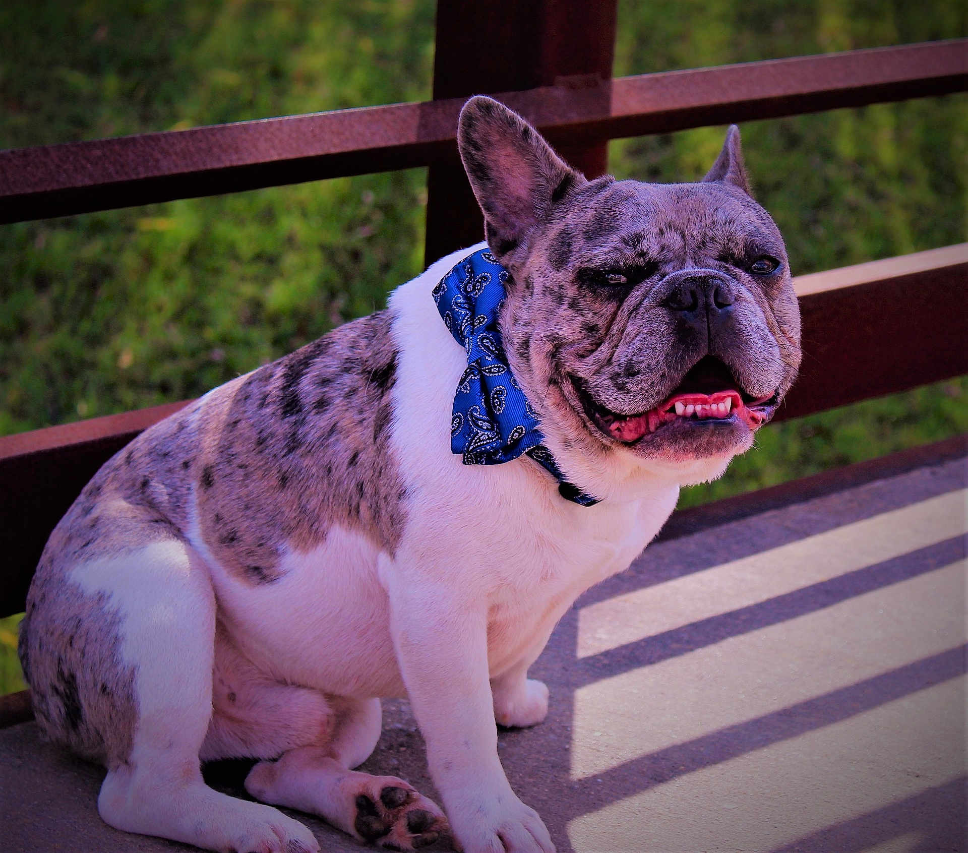 Bandit Lee Hagans is registered to the contest to win money with this photo: animal, bandana, blue_bandana, close_up, companion, concrete, cute, dog, domestic_animal, ears_up, fence, french_bulldog, friendly, greenery, outdoor, pet, portrait, sitting, smiling, sunlight