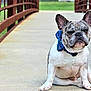 Bandit Lee Hagans joined the competition — help win amazing prizes! animal, bandana, bridge, canine, concrete, daylight, dog, ears, expression, face, french_bulldog, fur, grass, metal_railings, outdoor, paw, pet, portrait, sitting, tongue_hidden
