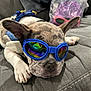 Bandit Lee Hagans joined the competition — help win amazing prizes! accessories, animal, bulldog, canine, dog, face, frenchbulldog, glasses, goggles, head, hound, person, pet, photography, pitbull, portrait, puppy, purple, sleeping, sunglasses