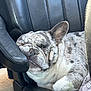 Bandit joined the competition — help win amazing prizes! animal, car_seat, closeup, companion, cozy, cute, dog, ear, face, french_bulldog, indoor, leather, napping, paw, pet, relaxed, resting, sleeping, spotted, wrinkles