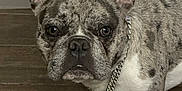 Bandit is registered to the contest to win money with this photo: animal, brindle_coat, chain_necklace, close_up, companion, curious, cute, dog, domestic_animal, ears_up, face, fan, floor, french_bulldog, furniture, indoor, looking_at_camera, pet, portrait, wooden_floor