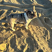 Bandit joined the competition — help win amazing prizes! animal, beach, brown, canine, daylight, dog, french_bulldog, outdoor, paw, pet, sand, shadow, short_hair, small_dog, squinting, standing, sunlight, sunny, texture, white