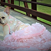London Star Hagans is registered to the contest to win money with this photo: animal, bridge, canine, concrete, costume, cute, daylight, dog, fashion, fence, flower_pattern, french_bulldog, grass, looking_back, outdoor, pet, pink_dress, portrait, shadow, sitting