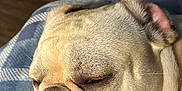 London Star Hagans is registered to the contest to win money with this photo: animal, blanket, blue, bulldog, close_up, companion, cozy, cute, dog, fur, indoors, nose, pet, relaxation, resting, sleeping, snout, sunlight, white, wrinkles