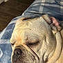 animal, blanket, blue, bulldog, close_up, companion, cozy, cute, dog, fur, indoors, nose, pet, relaxation, resting, sleeping, snout, sunlight, white, wrinkles