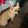 animal, brown_floor, canine, companion, curious, cute, dog, domestic, ears, flooring, french_bulldog, fur, household, indoor, looking_up, pet, portrait, sitting, small_dog, wooden_floor