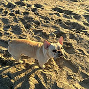 London Star Hagans is registered to the contest to win money with this photo: animal, beach, canine, curious, daylight, dog, ears, footprints, french_bulldog, looking, mammal, nature, outdoor, pet, portrait, sand, shadow, small_rocks, standing, sunlight