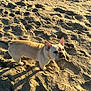 animal, beach, canine, curious, daylight, dog, ears, footprints, french_bulldog, looking, mammal, nature, outdoor, pet, portrait, sand, shadow, small_rocks, standing, sunlight