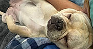 London Star Hagans is registered to the contest to win money with this photo: animal, blanket, canine, closeup, comfort, cozy, cute, dog, face, fur, human_arm, indoors, nose, paw, peaceful, pet, relaxation, resting, sleeping, soft