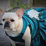 accessory, animal, concrete, costume, cute, dog, dress, ears, expression, fashion, flower, french_bulldog, fur, looking_away, outdoor, pet, portrait, standing, teal, white