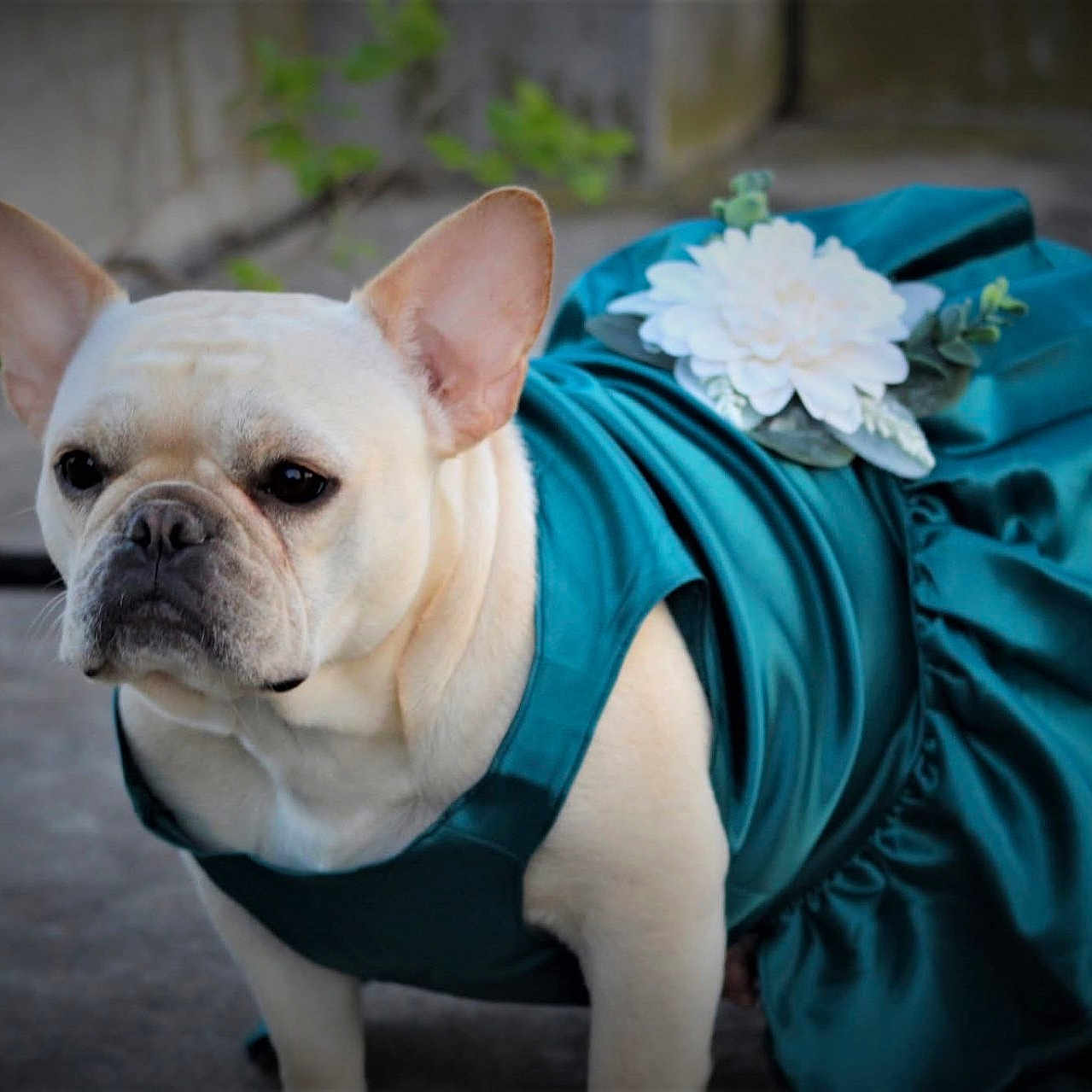 London Star Hagans is registered to the contest to win money with this photo: accessory, animal, concrete, costume, cute, dog, dress, ears, expression, fashion, flower, french_bulldog, fur, looking_away, outdoor, pet, portrait, standing, teal, white