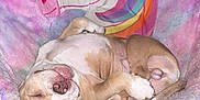 Mufasa is registered to the contest to win money with this photo: puppy, dog, sleeping, chair, unicorn, colorful, plush, roller_skate, indoor, cozy, paw, cute, resting, floor, toy, pink, brown, white, furniture, relaxed