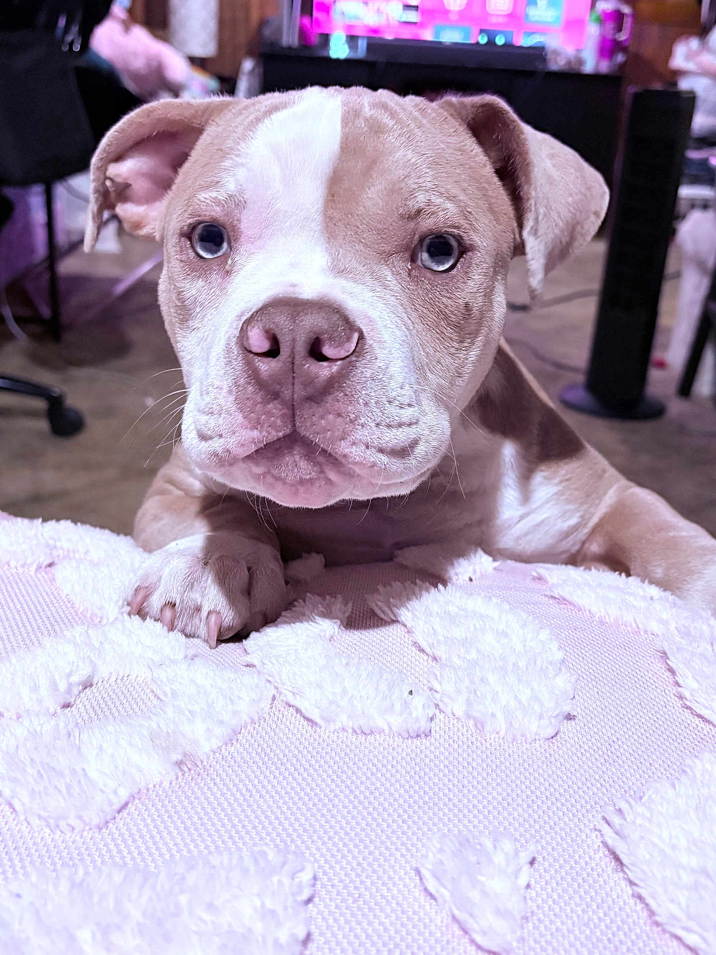 Mufasa