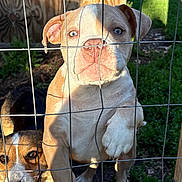 Mufasa joined the competition — help win amazing prizes! dog, puppy, fence, wire_fence, blue_eyes, smiling, sunlight, outdoor, grass, wooden_fence, pet, animal, cute, happy, playful, close_up, two_dogs, paw, nature, daylight