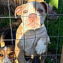 dog, puppy, fence, wire_fence, blue_eyes, smiling, sunlight, outdoor, grass, wooden_fence, pet, animal, cute, happy, playful, close_up, two_dogs, paw, nature, daylight