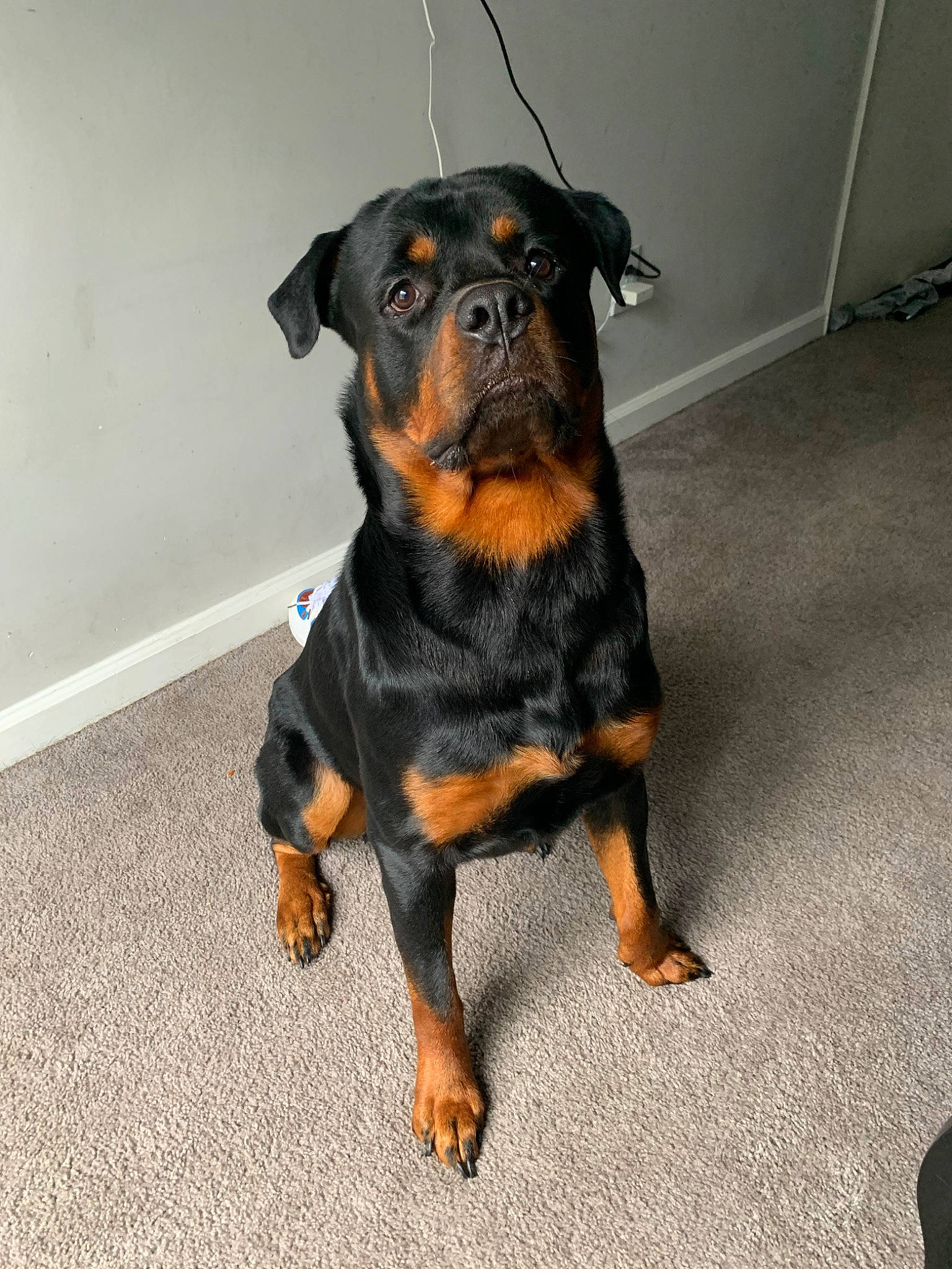 Cash is registered to the contest to win money with this photo: austrian_black_and_tan_hound, canidae, carlin_pinscher, carnivore, companion_dog, dog, dog_breed, fawn, mammal, molosser, paw, pinscher, puppy, rare_breed_dog, rottweiler, snout, sporting_group, vertebrate, working_dog