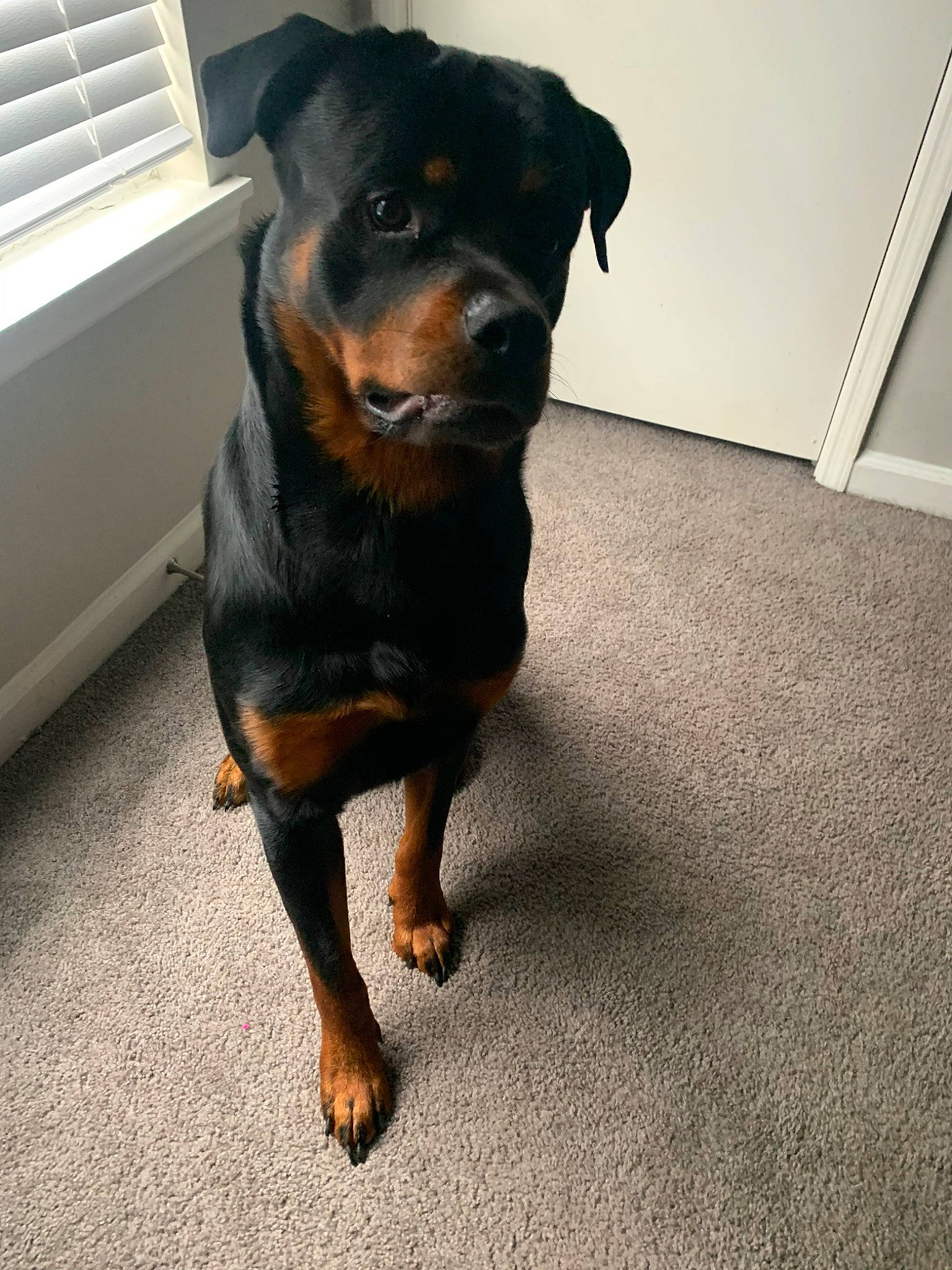 Cash joined the competition — help win amazing prizes! black_and_tan_terrier, canidae, carlin_pinscher, carnivore, companion_dog, dog, dog_breed, german_pinscher, mammal, miniature_pinscher, molosser, paw, puppy, rottweiler, snout, sporting_group, vertebrate, working_dog