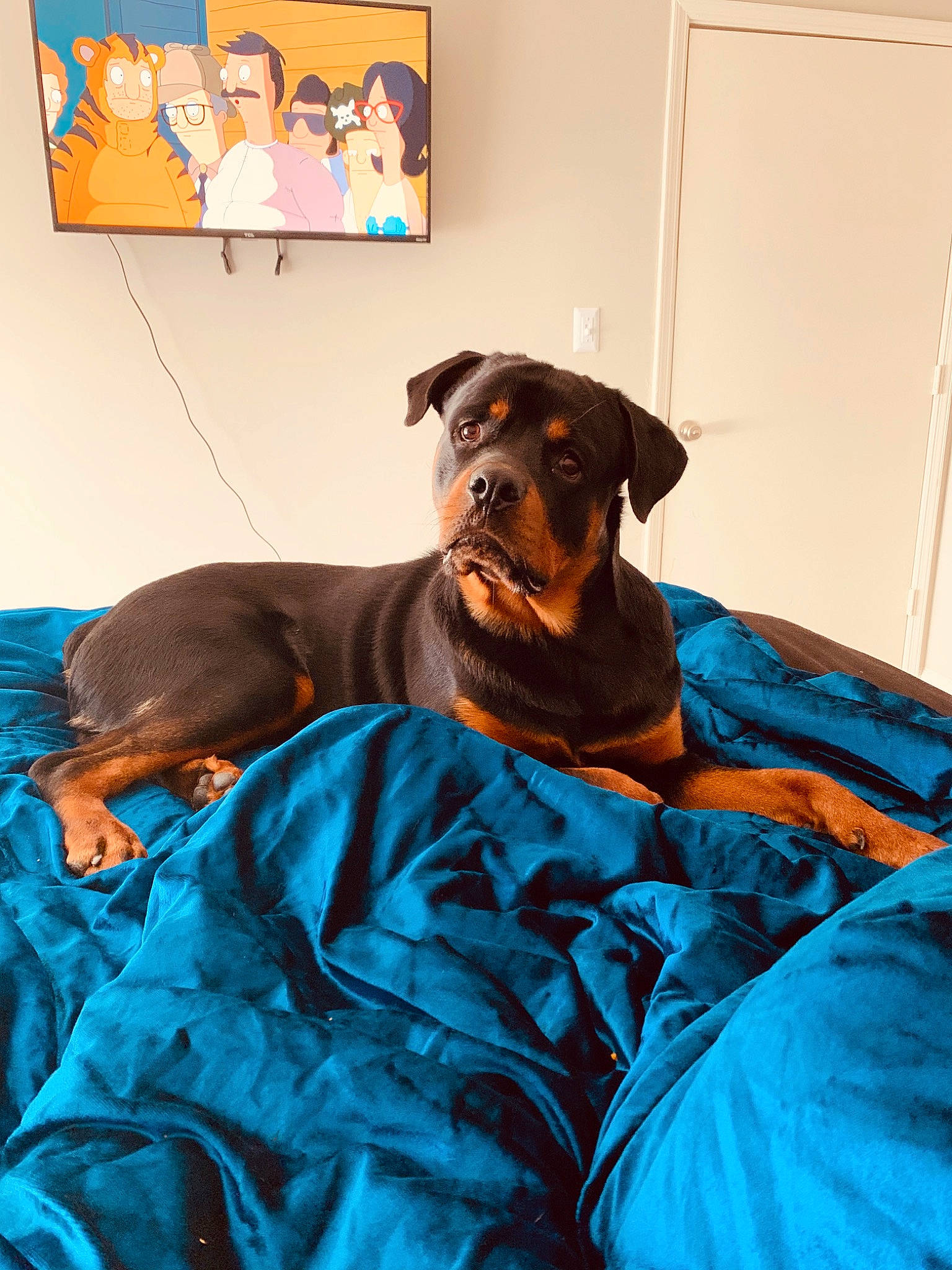 Cash is registered to the contest to win money with this photo: canidae, carnivore, companion_dog, dobermann, dog, dog_breed, furniture, german_pinscher, guard_dog, miniature_pinscher, pinscher, puppy, room, rottweiler, snout, sporting_group, working_dog
