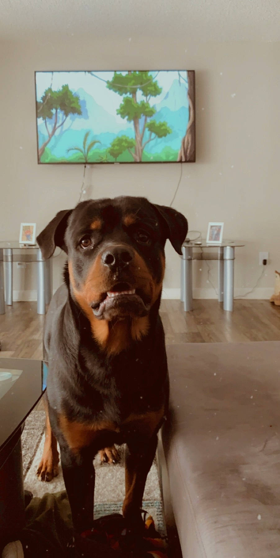 Cash joined the competition — help win amazing prizes! american_pit_bull_terrier, canidae, carnivore, companion_dog, dog, dog_breed, fawn, mammal, molosser, rottweiler, snout, sporting_group, vertebrate, working_dog