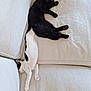 cat, black_cat, white_cat, sleeping, resting, couch, furniture, indoor, pets, animal, cozy, relaxing, two_cats, fur, paws, cute, napping, living_room, soft, comfortable