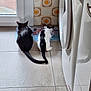 cat, black_cat, black_and_white_cat, pets, indoor, floor_tiles, washing_machine, feeding, mat, kitchen, quiet, two_animals, back_view, domestic, companions, animal_feeding, tile_wall, home, clean, resting