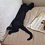 black_cat, cat, sleeping, couch, sofa, crossword_puzzle, book, arm, relaxation, indoor, pet, feline, beige, fur, paw, tail, resting, home, leisure, comfort