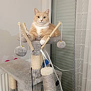 Pops a rejoint le concours — aidez-le/la à gagner de superbes lots ! animal, cat, cat_tree, cozy, curtain, dangling_toy, feline, furniture, home, indoor, orange_cat, pet, pet_toy, plush, relaxed, resting, scratching_post, toy, white_cat, window