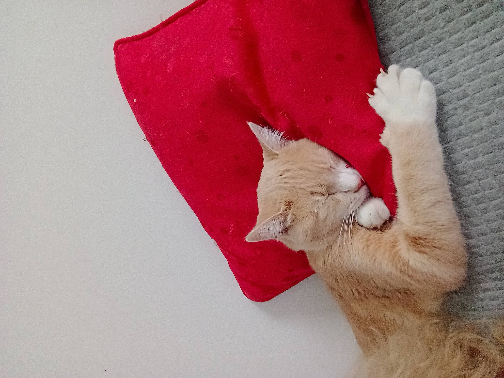 Pops a rejoint le concours — aidez-le/la à gagner de superbes lots ! carmine, carnivore, cat, claw, comfort, coquelicot, devon_rex, domestic_short_haired_cat, fashion_accessory, fawn, felidae, fur, gesture, human_leg, linens, paw, petal, small_to_medium_sized_cats, tail, whiskers