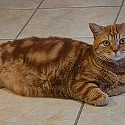 Caramel a rejoint le concours — aidez-le/la à gagner de superbes lots ! cat, orange_tabby, pet, feline, animal, fluffy, striped, ginger, lying_down, lounging, indoors, tile_floor, whiskers, green_eyes, ears, paws, fur, portrait, relaxed, domestic_animal