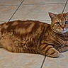 cat, orange_tabby, pet, feline, animal, fluffy, striped, ginger, lying_down, lounging, indoors, tile_floor, whiskers, green_eyes, ears, paws, fur, portrait, relaxed, domestic_animal