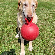 Ralphie is registered to the contest to win money with this photo: animal, ball, canine, daylight, dog, ears, field, front_legs, golden_retriever, grass, happy, mouth, muzzle, nature, nose, outdoor, pet, playful, sunny, toy