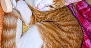 Minouche participe au concours pour gagner de l'argent avec cette photo : animal, blanket, cat, colorful, cozy, curled_up, ears, fur, indoors, kitten, orange_and_white, paws, pet, pillow, portrait, relaxed, sleeping, tabby, tail, whiskers