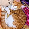 animal, blanket, cat, colorful, cozy, curled_up, ears, fur, indoors, kitten, orange_and_white, paws, pet, pillow, portrait, relaxed, sleeping, tabby, tail, whiskers