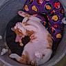 cat, orange_and_white, sleeping, lying_down, upside_down, pet, animal, cozy, cat_bed, round_bed, cushion, princess_pattern, plush_toy, indoor, home, wood_floor, corner, relaxed, cute, funny