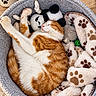Minouche participe au concours pour gagner de l'argent avec cette photo : basket, blanket, cat, cozy, cute, green_ball, home, indoor, orange_cat, panda, paw_print, pet_bed, plant, plush_toy, relaxed, sleeping, stuffed_animals, warm_lighting, white_cat, wood_floor