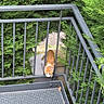 Minouche a rejoint le concours — aidez-le/la à gagner de superbes lots ! cat, orange_cat, white_cat, animal, pet, outdoor, balcony, stairs, railing, metal, evergreen, bushes, garden, plants, escape, climbing, adventure, vertical, photography, daylight