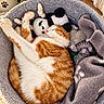 Minouche participe au concours pour gagner de l'argent avec cette photo : animal, blanket, cat, cozy, cuddling, cute, fur, home, indoor, orange_cat, panda, paw, pet_bed, plant, plush_toy, portrait, relaxed, sleeping, warm_lighting, white_cat