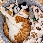 Minouche a rejoint le concours — aidez-le/la à gagner de superbes lots ! blanket, cat, cozy, cute, ginger_cat, green_ball, home, houseplant, indoors, panda_toy, paw_print, pet_bed, plush_toys, relaxed, sleeping, soft_bedding, stretching, top_down_view, white_cat, wood_floor