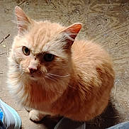 Gizmo joined the competition — help win amazing prizes! cat, orange_cat, fluffy, pet, animal, floor, dusty, whiskers, ears, eyes, nose, fur, shadow, shoe, sneaker, indoor, close_up, looking_up, mammal, domestic_animal