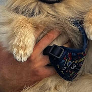 Guizmo participe au concours pour gagner de l'argent avec cette photo : dog, pomeranian, fluffy, pet, animal, cute, face, paw, fur, harness, hand, holding, closeup, adorable, mammal, canine, domestic_animal, portrait, companion, friendly