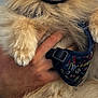 dog, pomeranian, fluffy, pet, animal, cute, face, paw, fur, harness, hand, holding, closeup, adorable, mammal, canine, domestic_animal, portrait, companion, friendly