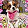 Maizie