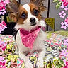 dog, small_dog, bandana, pink_bandana, fleece_blanket, colorful_blanket, indoor, pet, cute, floral_frame, flowers, ears, fur, white_fur, brown_fur, black_fur, animal, portrait, looking_up, resting
