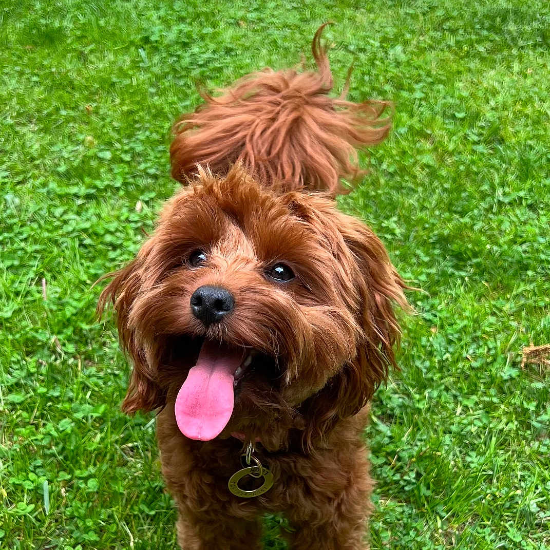 Lucy is registered to the contest to win money with this photo: animal, brown_dog, canine, collar, cute, daytime, dog, friendly, fur, grass, greenery, happy, nature, outdoor, pet, playful, portrait, small_dog, tag, tongue_out