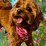 dog, brown_dog, pet, bandana, pink_bandana, happy, playful, leaping, tongue_out, fluffy, cute, animal, canine, fur, outdoor, nature, flowers, colorful, portrait, closeup