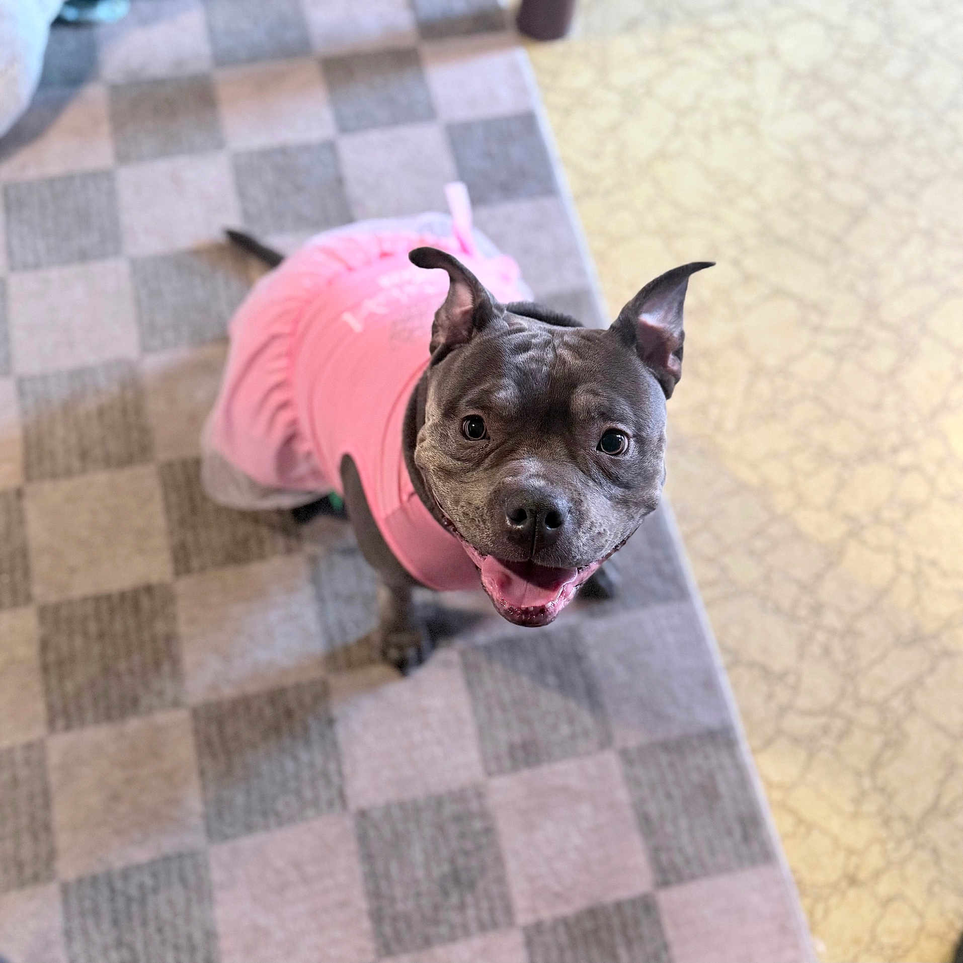 Icy Spicy joined the competition — help win amazing prizes! dog, pet, pink_dress, smiling, happy, indoor, carpet, checkered, animal, cute, ears, tongue, fur, looking_up, portrait, domestic, mammal, friendly, clothing, floor