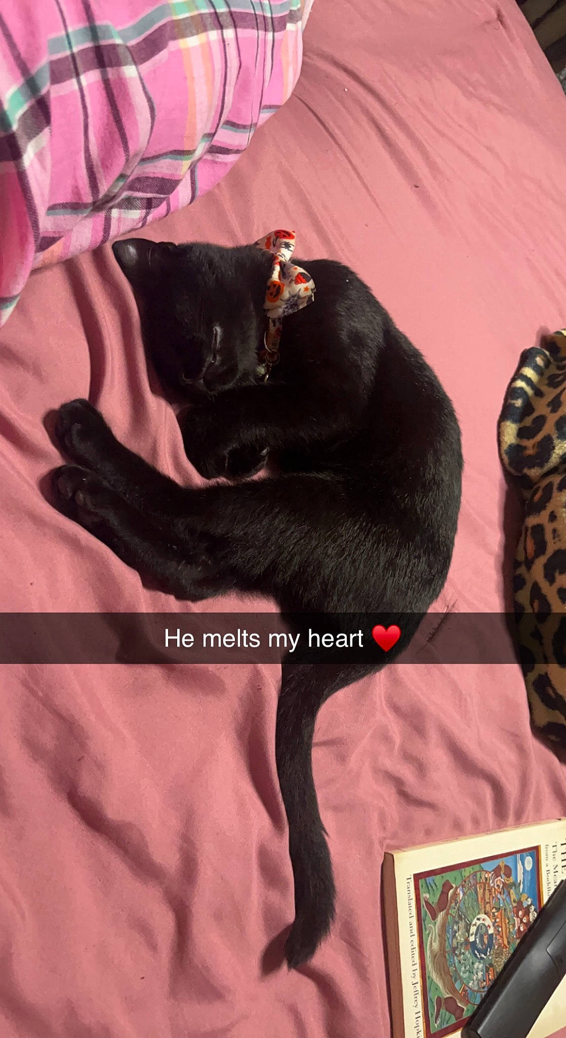 Blackjack is registered to the contest to win money with this photo: black_cat, carnivore, cat, comfort, companion_dog, dog_breed, fawn, felidae, font, fur, linens, magenta, pattern, sleeve, small_to_medium_sized_cats, snout, sporting_group, tail, toy_dog, whiskers