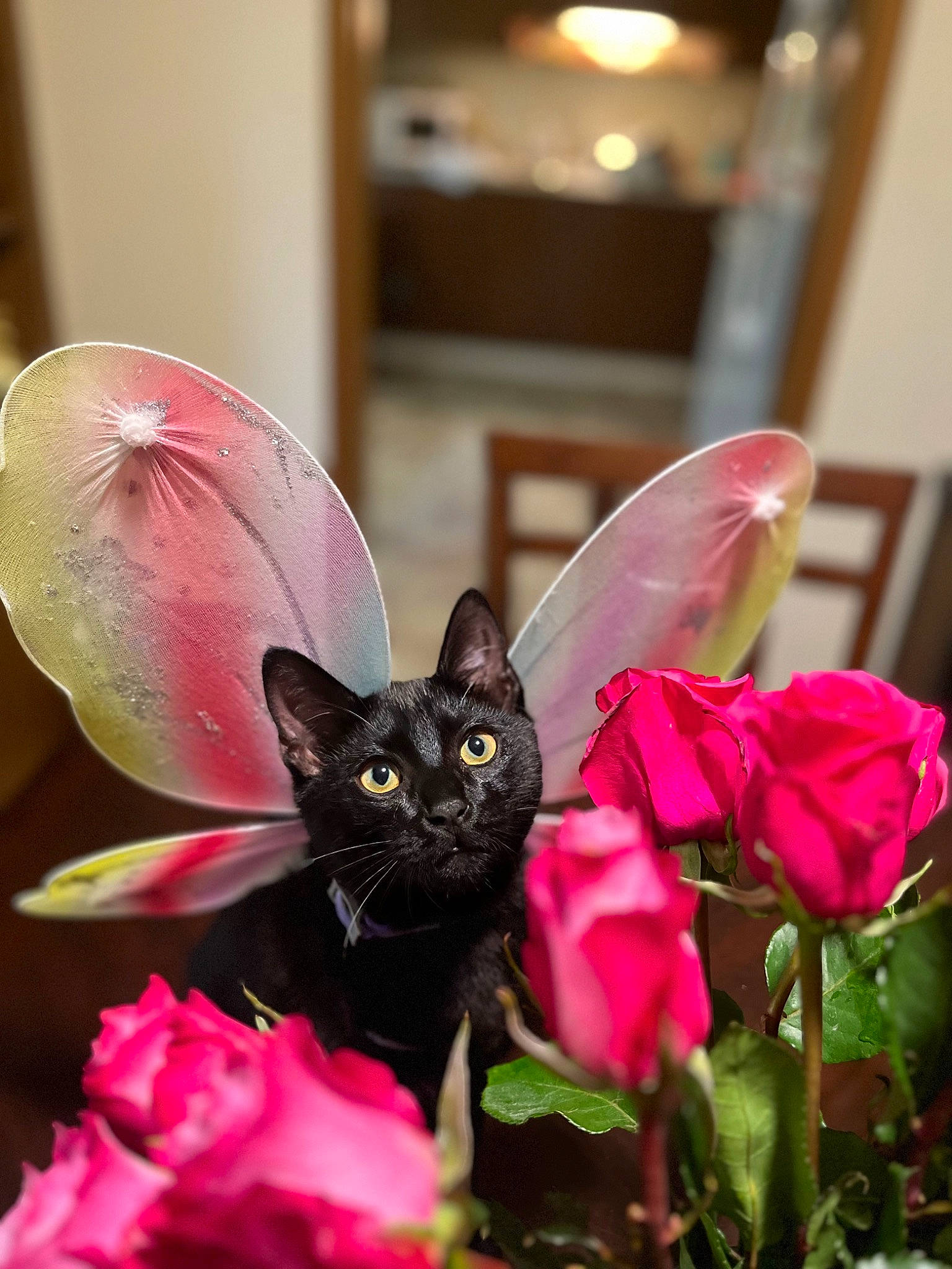 Blackjack is registered to the contest to win money with this photo: bombay, carnivore, cat, close_up, felidae, flower, flowering_plant, grass, magenta, organism, petal, photograph, pink, plant, pollinator, red, sculpture, small_to_medium_sized_cats, tail, whiskers