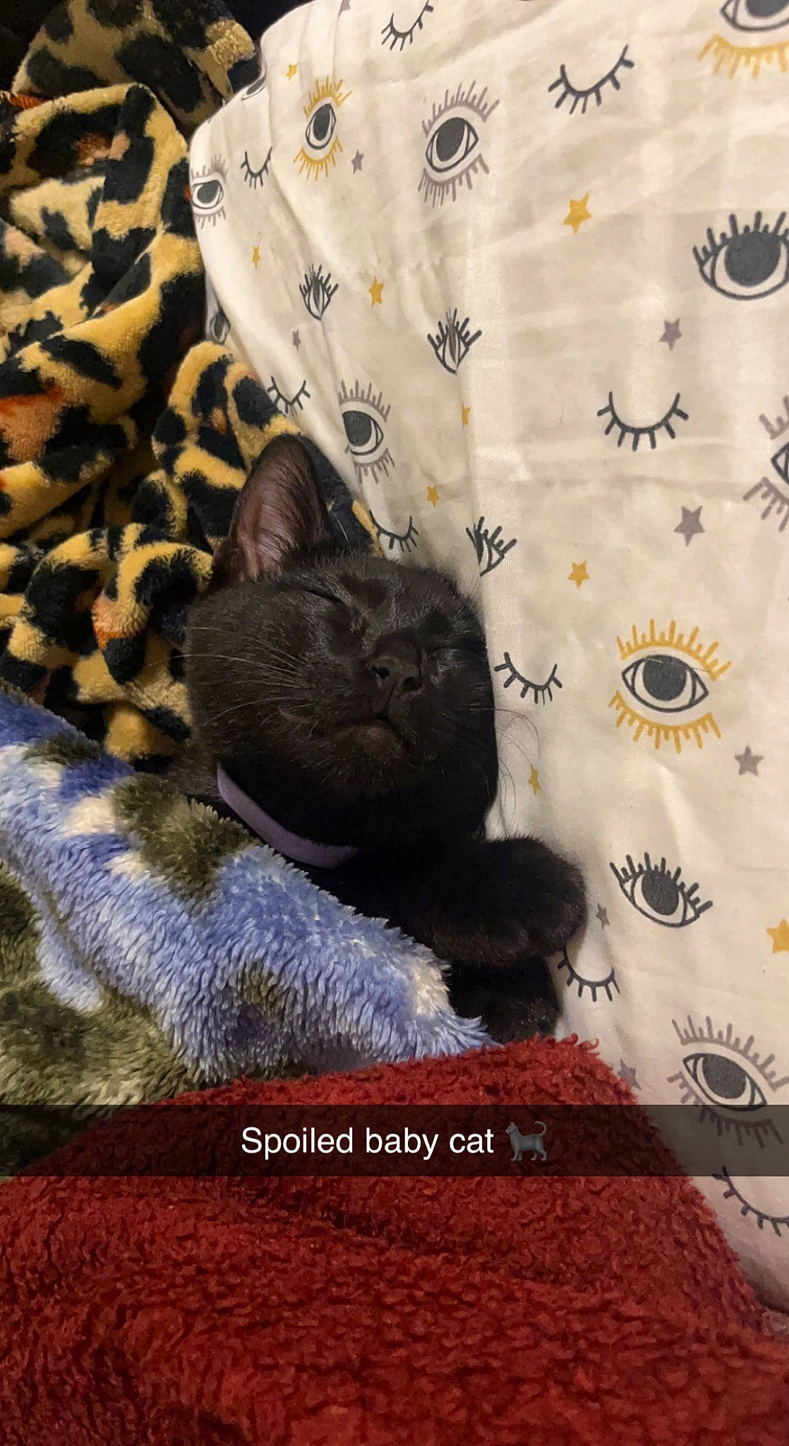 Blackjack joined the competition — help win amazing prizes! black_cat, carnivore, cat, cat_supply, comfort, domestic_short_haired_cat, felidae, font, fur, grey, linens, nap, pattern, photo_caption, room, small_to_medium_sized_cats, tail, textile, whiskers